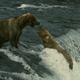 Image for article titled Another consequence of environmental collapse: Bear maulings